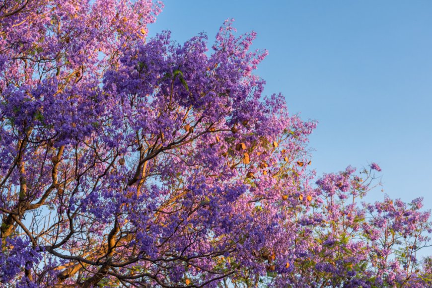 Explora el Encanto de Michoacán en Primavera: Visita el Pueblo Mágico de Tuxtla.