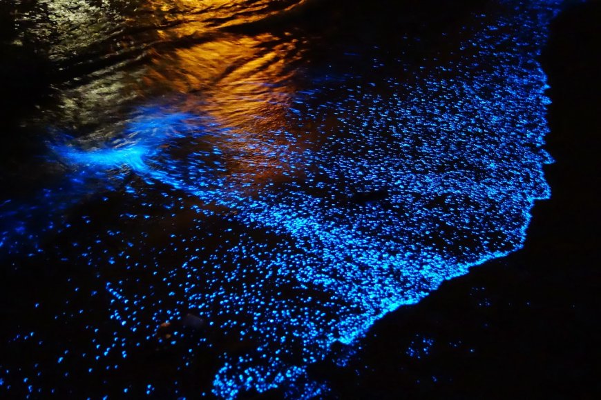 Espectáculo de Bioluminiscencia de Holbox te sorprenderá esta Temporada