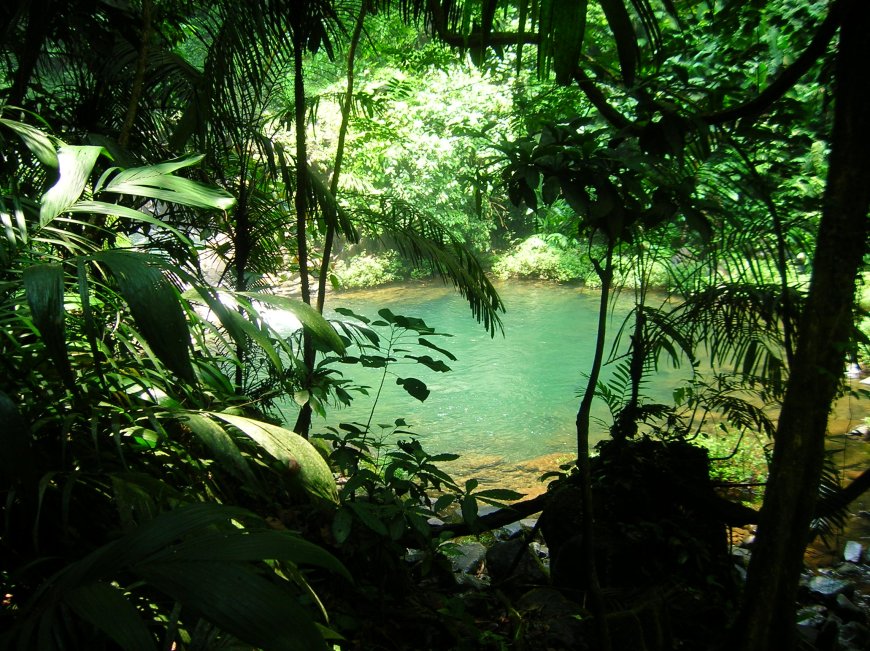 Explora la Reserva de la Biosfera Tuxtlas: ¡Aventúrate en la Naturaleza!