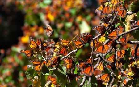 Tesoros Naturales de México: Guía de las Reservas de la Biosfera