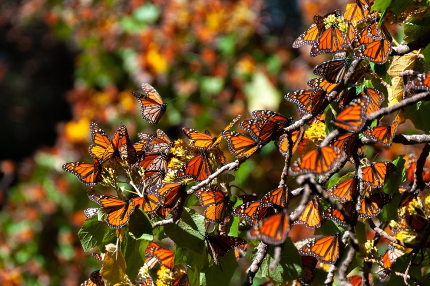 Descubre el Tesoro Natural de México: Guía de las Reservas de la Biosfera