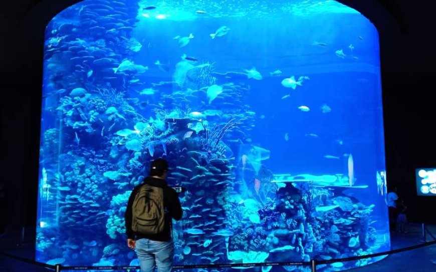 Explora el Maravilloso Acuario de Mazatlán