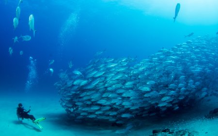 Cabo Pulmo ¡Un Acuario gigante en Baja California Sur!