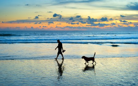 4 Playas Increíbles de México para Disfrutar con tu Mascota