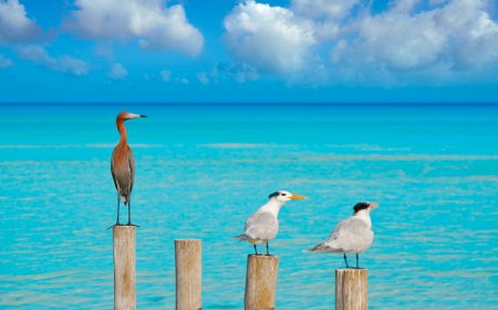 Visita un paraíso terrenal en Quintana Roo: Punta Pájaros