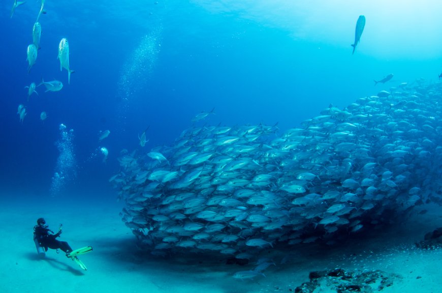 Cabo Pulmo ¡Un Acuario gigante en Baja California Sur!