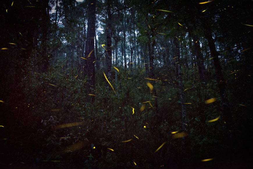 Una experiencia mágica bajo la luz de las luciérnagas en el Estado de México