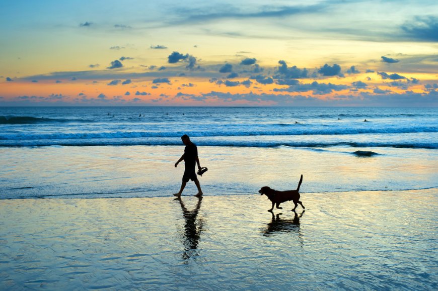 4 Playas Increíbles de México para Disfrutar con tu Mascota