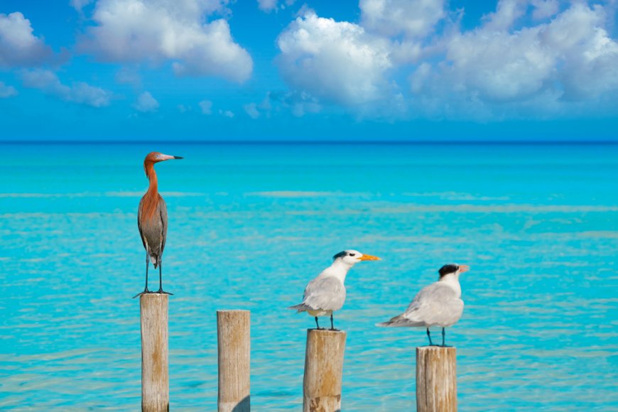 Visita un paraíso terrenal en Quintana Roo: Punta Pájaros