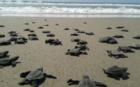 ¿Conoces Playa Ceuta en Sinaloa?