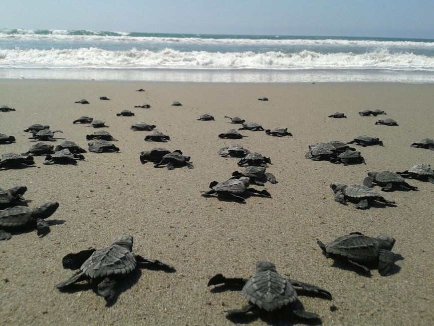 ¿Conoces Playa Ceuta en Sinaloa?