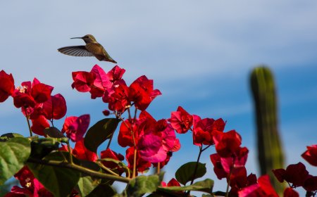 Visita el santuario de Colibríes, una ave colorida y mágica
