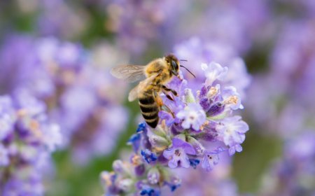 No te puedes perder los apiarios más famosos de México