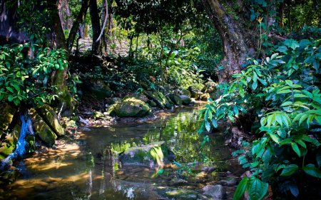 Descubre la Aventura Ecoturística en las Áreas Protegidas de Veracruz