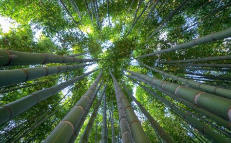 Vive la magia de los bosques de bambú en Teziutlán, Puebla