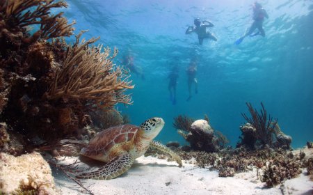 9 razones para visitar Akumal en Quintana Roo