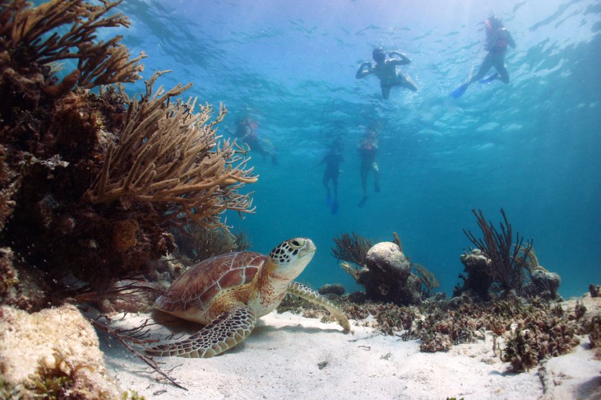 9 razones para visitar Akumal en Quintana Roo