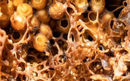 Visita Yucatán y descubre la miel de esta región