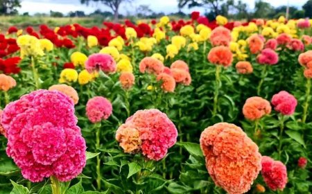 La Flor de Gallo y textiles  de San Antonino Castillo Velasco,  una tradición multicolor