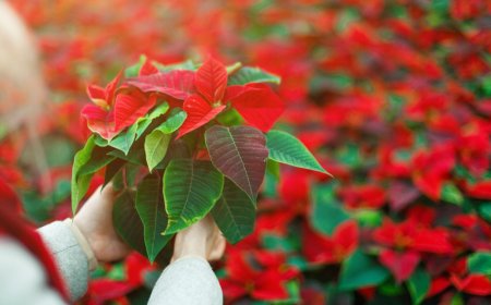 Destinos productores de la famosa flor de Noche Buena