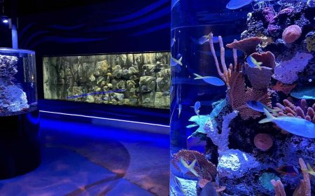 Explorando el Fascinante Mundo Submarino en el Acuario Michin CDMX