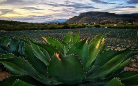 Oaxaca y la Ruta del Mezcal