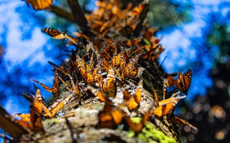 4 santuarios de la Mariposa Monarca que debes visitar
