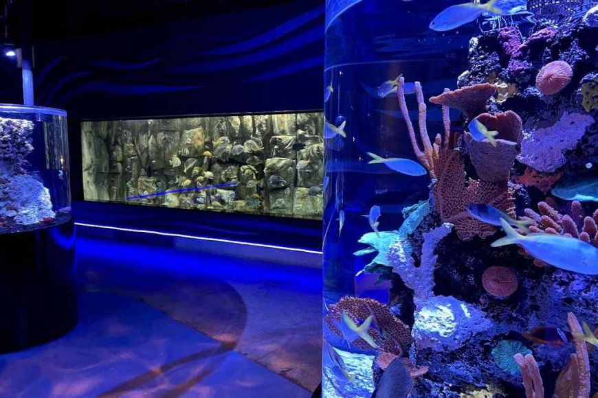 Explorando el Fascinante Mundo Submarino en el Acuario Michin CDMX ...