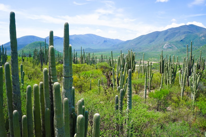 Tehuacán, un destino poblano para disfrutar las vacaciones