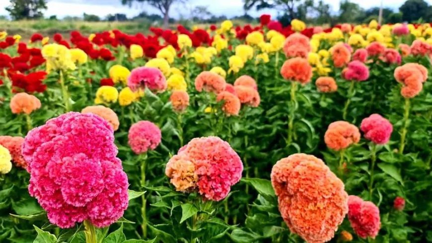 La Flor de Gallo y textiles  de San Antonino Castillo Velasco,  una tradición multicolor