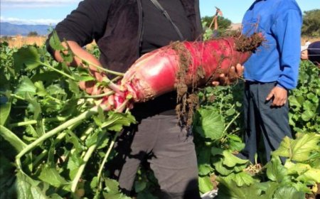¡Vive la Noche de Rábanos en Oaxaca!