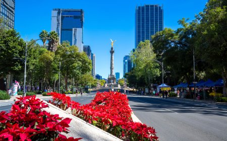 Viaja a la CDMX y asiste a la Feria de la Flor de Nochebuena 2023