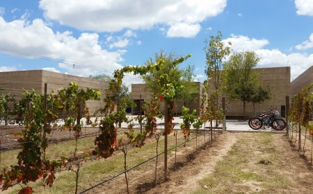 Degusta la ruta del vino en Guanajuato