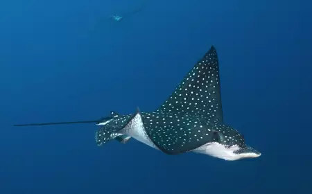 Explora las maravillas del Arrecife Cantarel en Cozumel: Una aventura subacuática única