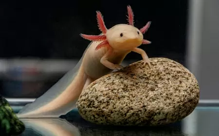 Explora la Fascinante Exposición "El Ajolote Centenario" en la Ciudad de México