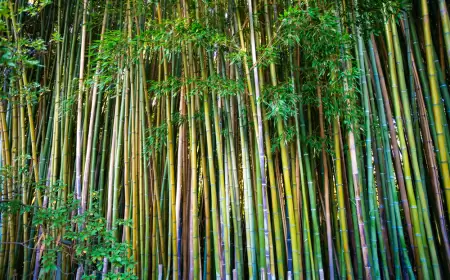 Asómbrate con este Pueblo Mágico que tiene un encantador bosque de bambú
