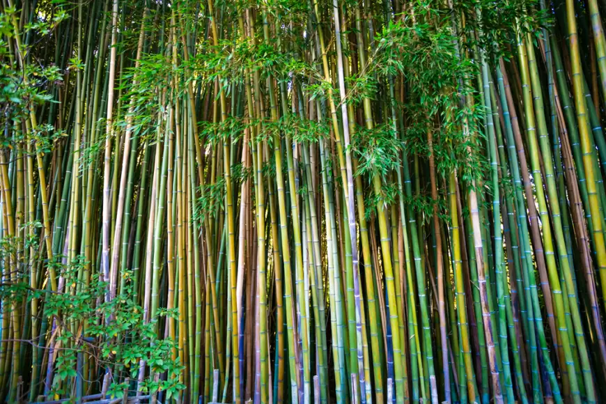 Asómbrate con este Pueblo Mágico que tiene un encantador bosque de bambú