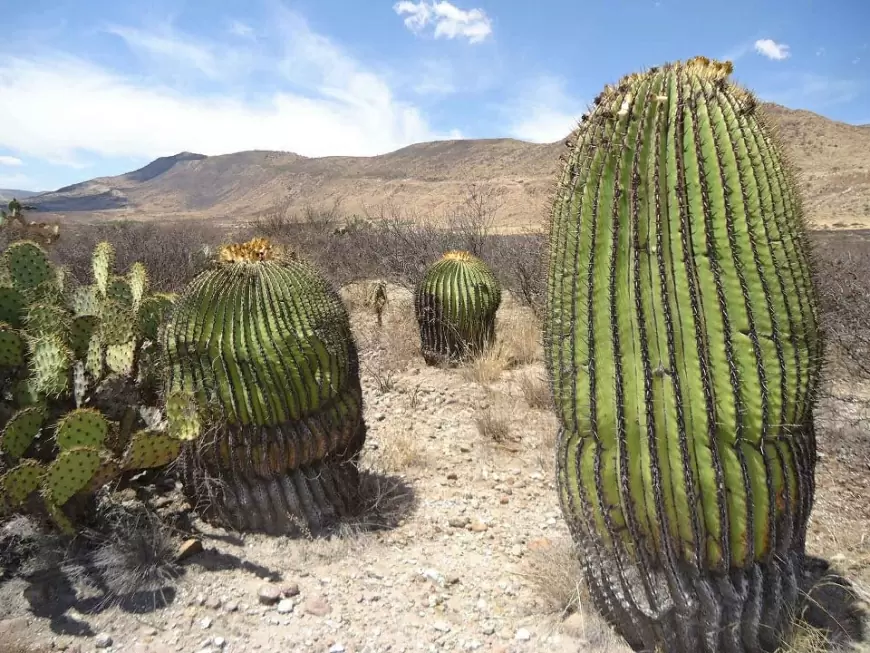 ¡Este es el pueblo con los cactus más grandes de México!