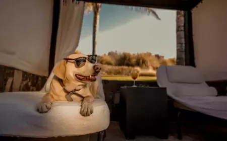 Top 5 de los mejores hoteles Pet Friendly en México