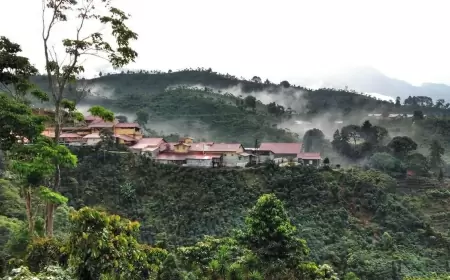 Conoce el Sabor Auténtico del Café de Chiapas