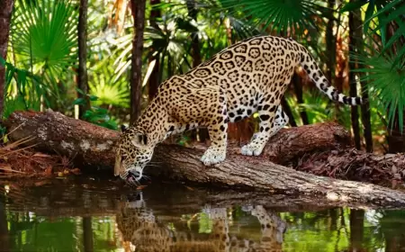 ¡Exploremos la Selva Lacandona en Chiapas!