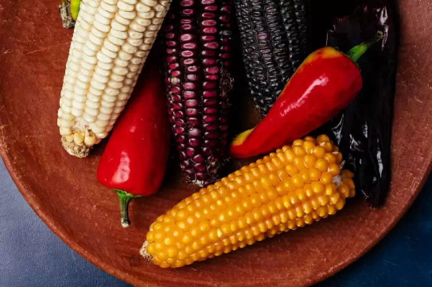 Maíz nativo vs maíz transgénico.