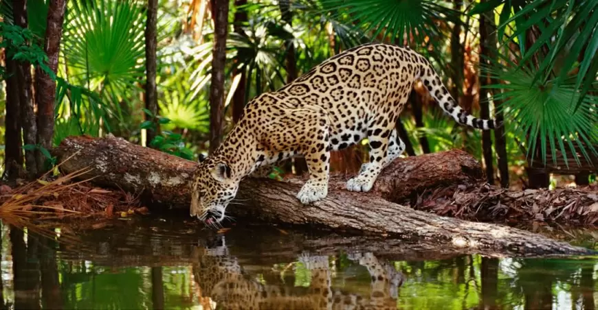 ¡Exploremos la Selva Lacandona en Chiapas!