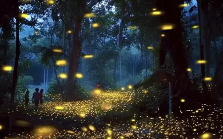 ¡Comienza este fin de semana el avistamiento de luciérnagas en Tlaxcala!