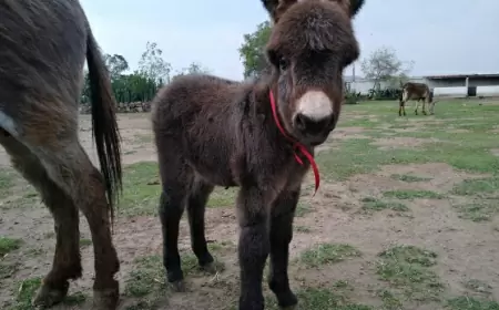 Burrolandia: el único santuario del burrito mexicano en América.