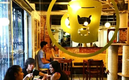 Cat Cafés en México, las mejores reco-meow-daciones de una catlover.