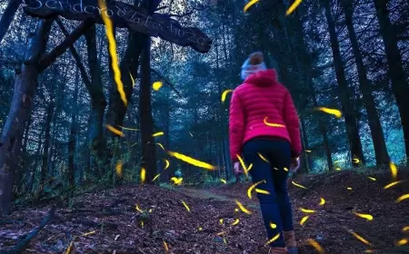 4 asombrosos santuarios de luciérnagas en un ambiente mágico y místico