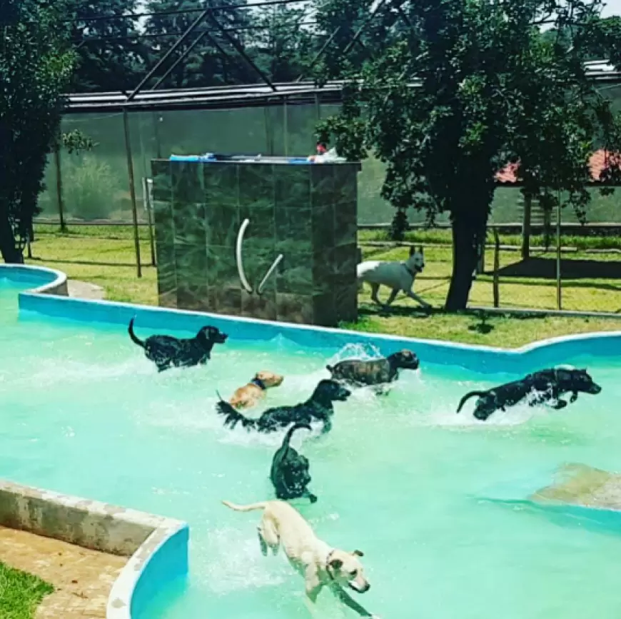 Kan Kamp: campamento canino y el mejor hotel para tu perrhijo en  Villa del carbón Edo. de México