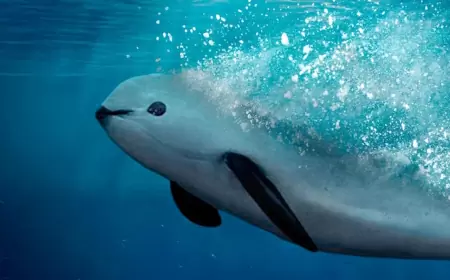 Visita el hábitat de la vaquita marina