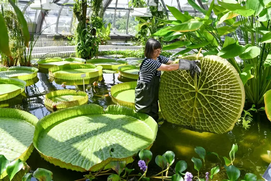 Jardín Botánico Francisco Javier Clavijero: Veracruz